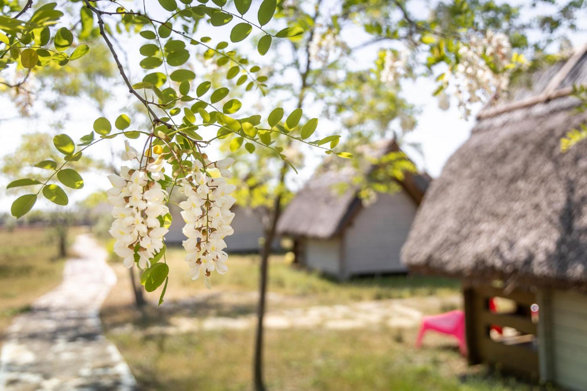 Dolphin Camping Sfântu Gheorghe Exteriör bild