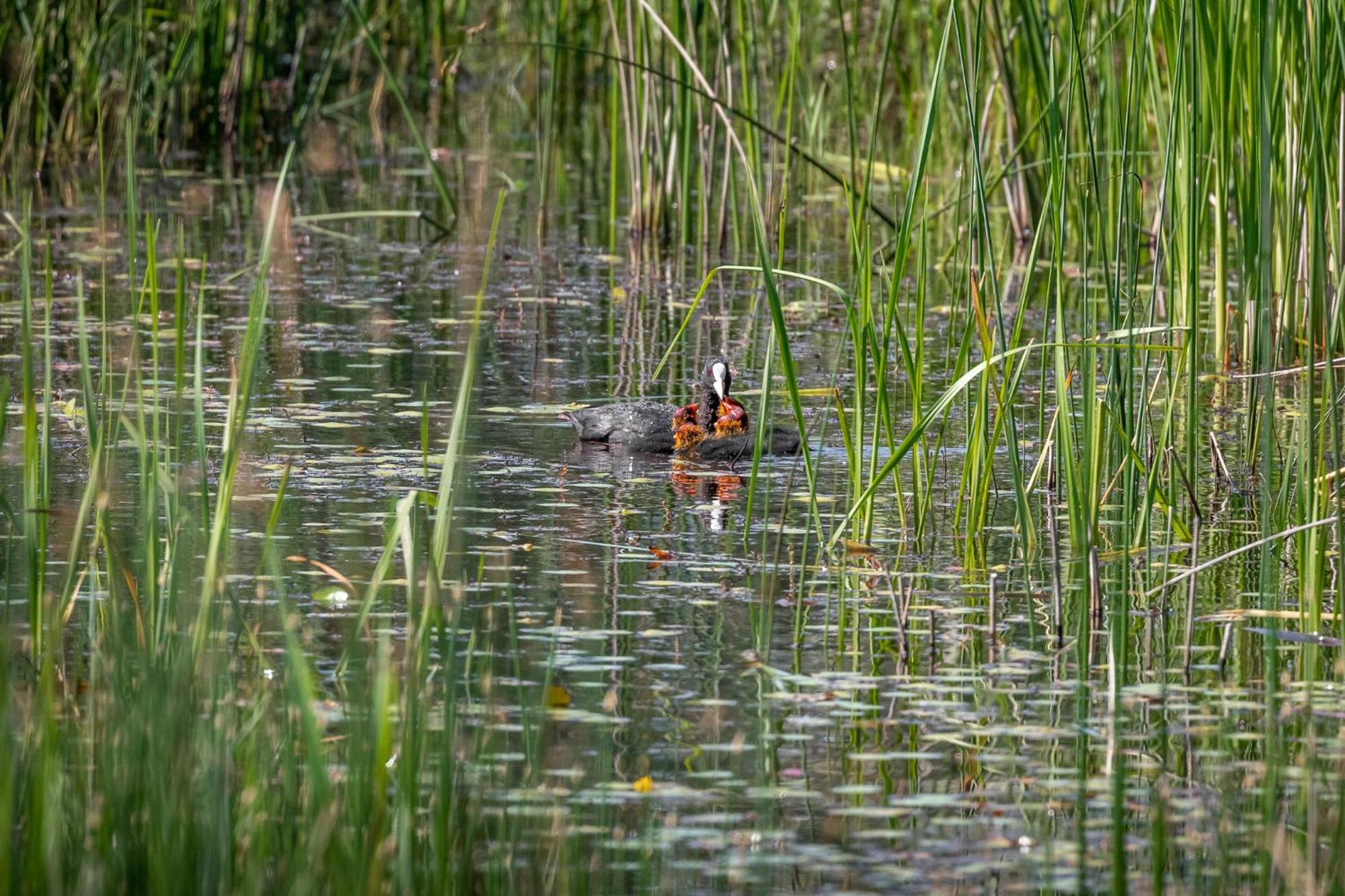Dolphin Camping Sfântu Gheorghe Exteriör bild